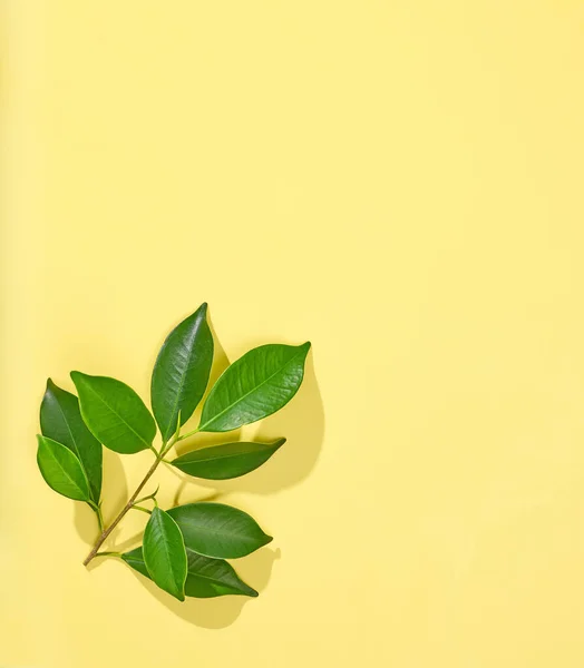 Гілка Свіжим Зеленим Листям Ізольовано Жовтому Фоні Вид Зверху — стокове фото