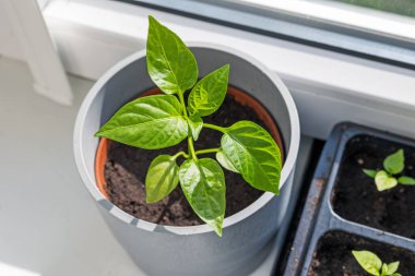 Pencere kenarındaki saksıda yeşil biber filizleri