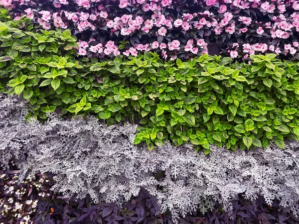 Beautiful Wall Flowers Background — Stock Photo, Image