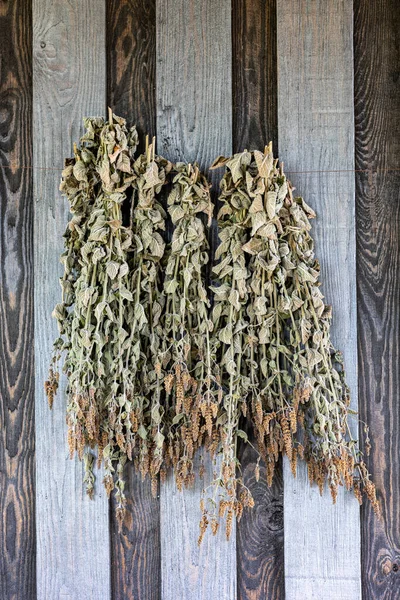 sun-dried mint hangs on a wooden wall, close up