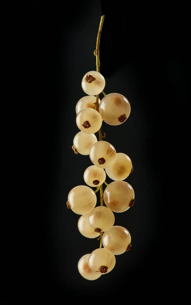 新鲜的白醋栗浆果 在黑色背景上分离 — 图库照片