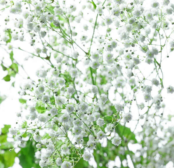 Pequenas Flores Brancas Fundo Foco Seletivo — Fotografia de Stock