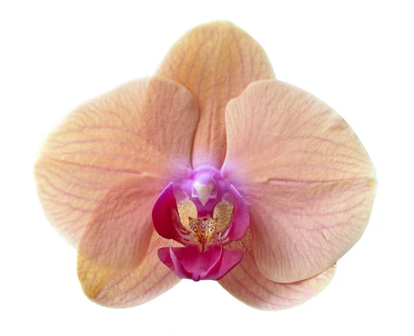 Красивый Цветок Орхидеи Макрос Изолирован Белом Фоне — стоковое фото