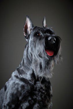 siyah dev schnauzer köpek