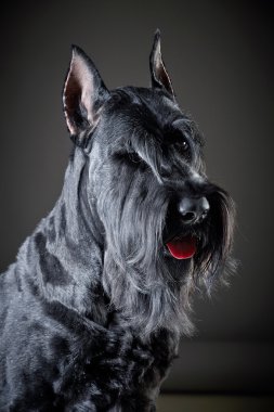 siyah dev schnauzer köpek