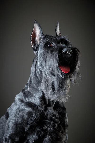 黒ジャイアント ・ シュナウザーの犬 — ストック写真