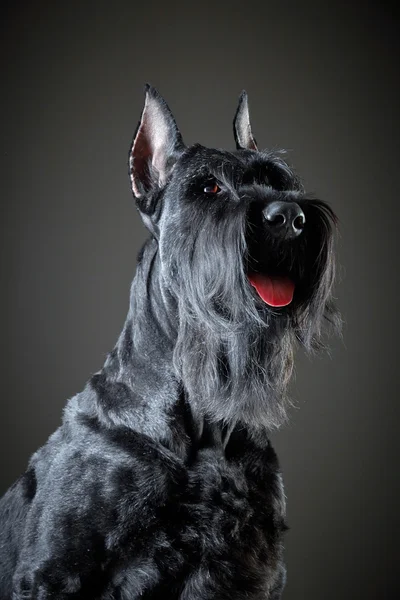 Siyah dev schnauzer köpek — Stok fotoğraf