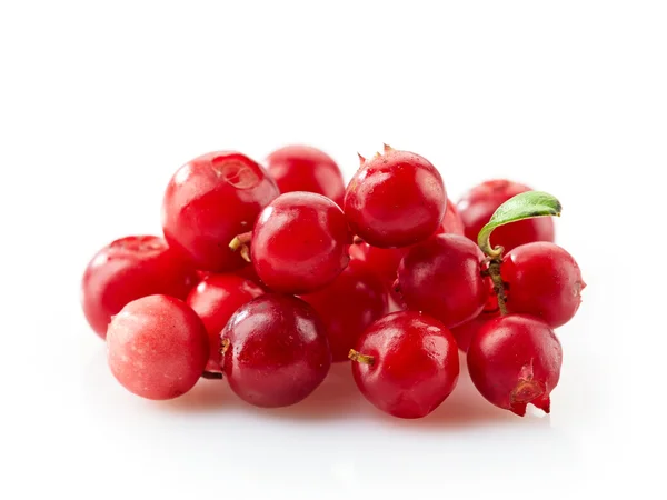 Macro di cowberry — Foto Stock