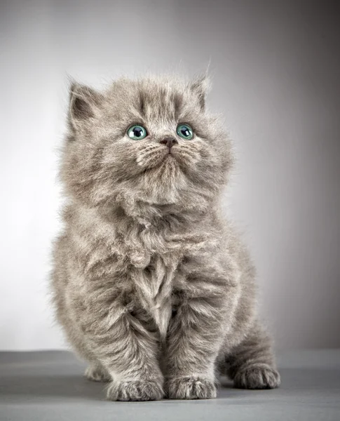 Britânico longo cabelo gatinho — Fotografia de Stock