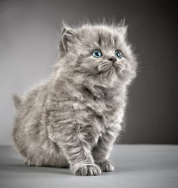 British long hair kitten — Stock Photo, Image