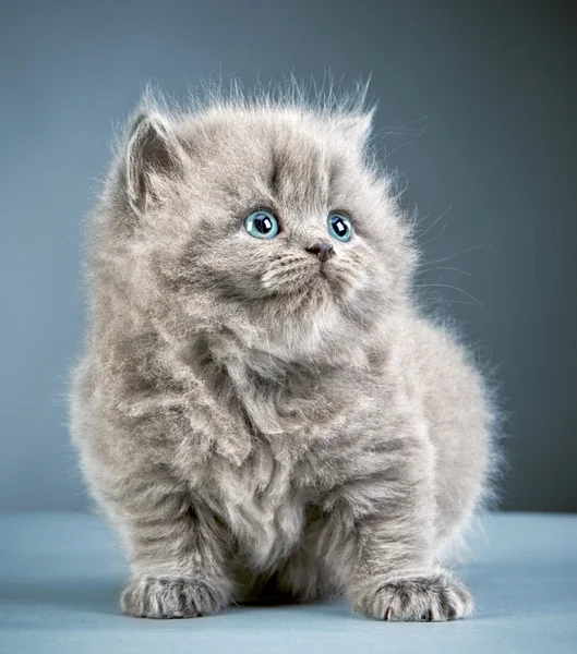 Britânico longo cabelo gatinho — Fotografia de Stock