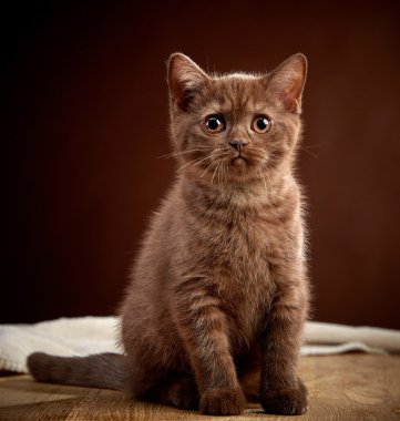 kahverengi Britanya ile ilgili stenografi kedi yavrusu portresi