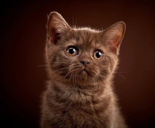 Portrait de chaton à poil court britannique brun — Photo