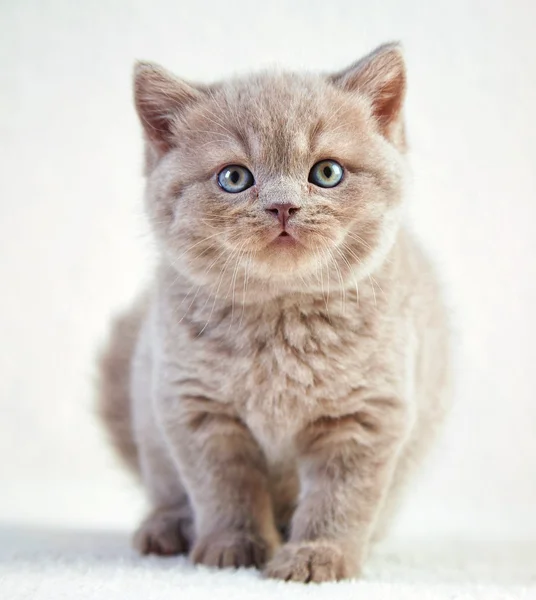 Portrét british krátké vlasy kotě — Stock fotografie