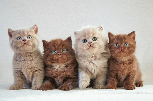 Quattro gattini inglesi — Foto Stock