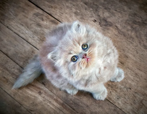 British longhair kitten sitting and looking up — Stock Photo, Image