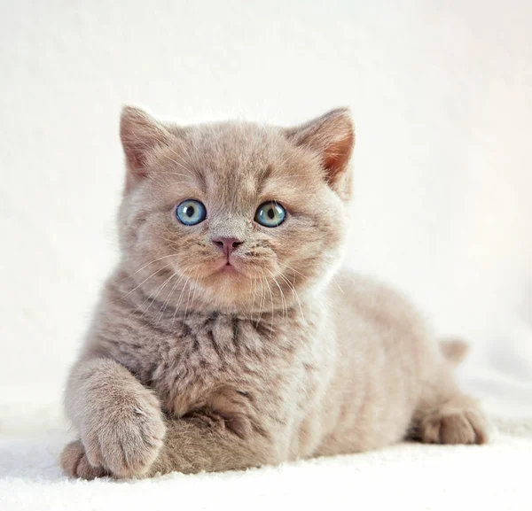 Retrato do gatinho britânico de cabelo curto — Fotografia de Stock