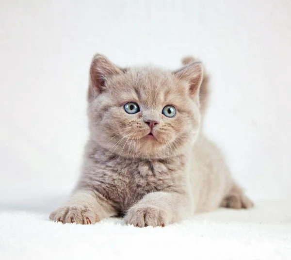 Porträtt av brittiska kort hår kattunge — Stockfoto