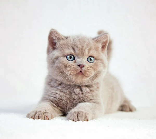 Retrato do gatinho britânico de cabelo curto — Fotografia de Stock