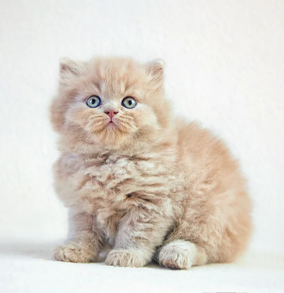 Retrato de britânico longo cabelo gatinho — Fotografia de Stock