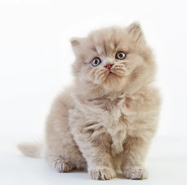 Britse lange haren kitten — Stockfoto