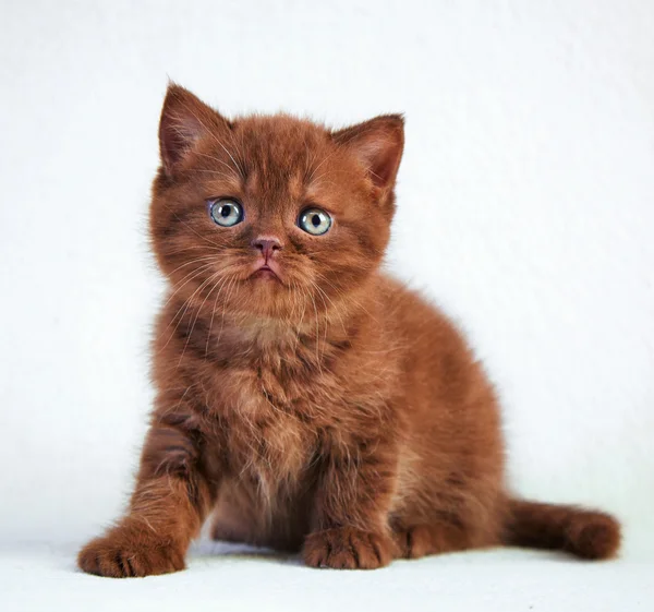 영국 짧은 머리 새끼 고양이의 초상화 — 스톡 사진