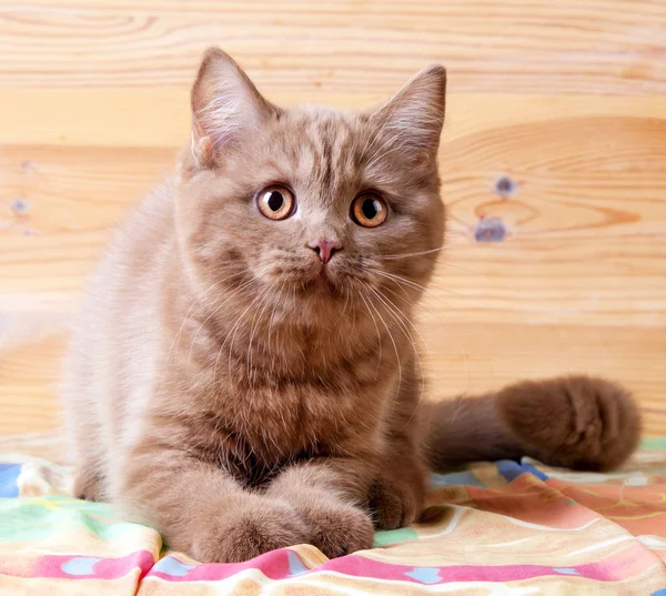 Britannico gattino capelli corti — Foto Stock