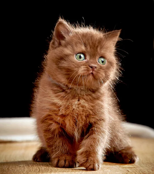 British chocolate kitten — ストック写真