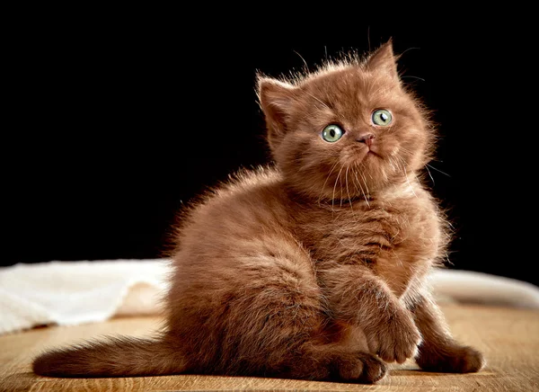 British chocolate kitten — 图库照片