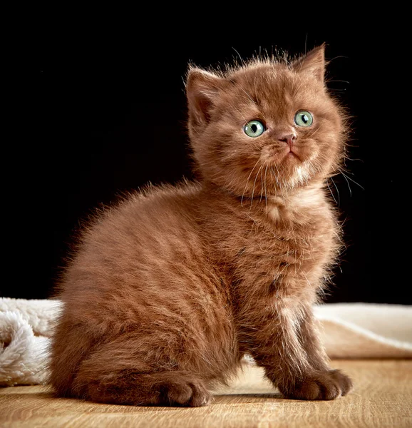 Коричневий британський кошеня — стокове фото