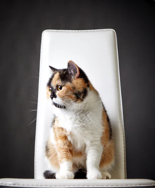 Portrait of british cat — Stock Photo, Image