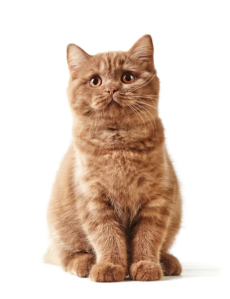 Portret van Britse kitten — Stockfoto