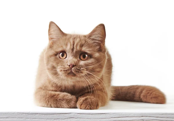 Portrait of british kitten — Stock Photo, Image