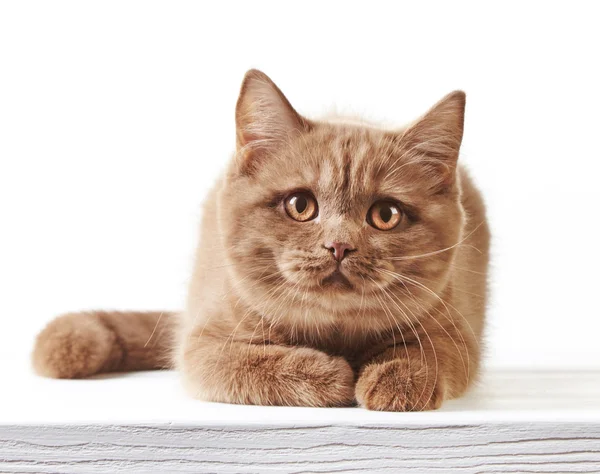 Retrato del gatito británico — Foto de Stock