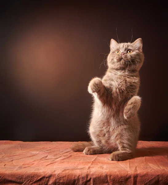 Portrait of british kitten — Stock Photo, Image