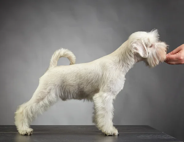 White schnauzer puppy — Stock Photo, Image