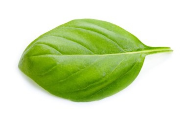 Yeşil fesleğen yaprağı