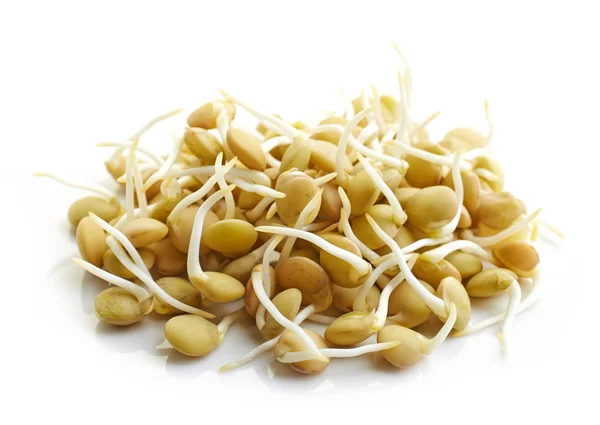 发芽的扁豆种子 — 图库照片