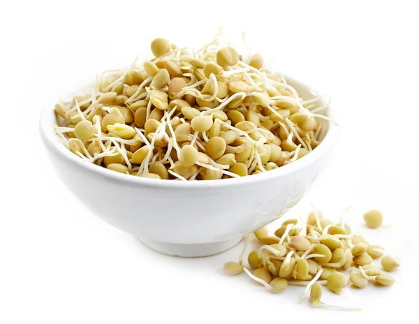 Sprouted lentil seeds — Stock Photo, Image