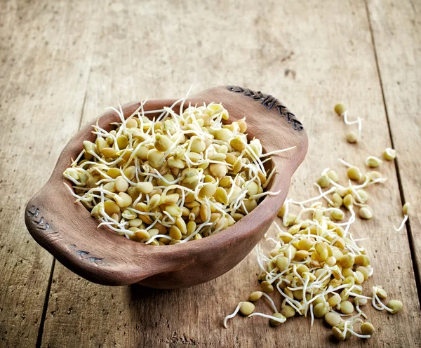 Sprouted lentil seeds — Stock Photo, Image