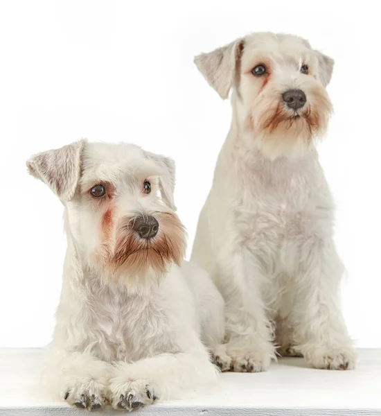 Cachorros schnauzer blanco —  Fotos de Stock