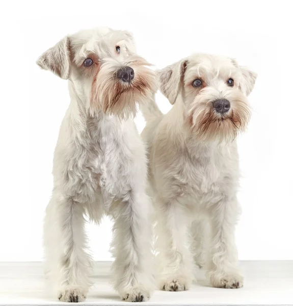 Cachorros schnauzer blanco —  Fotos de Stock