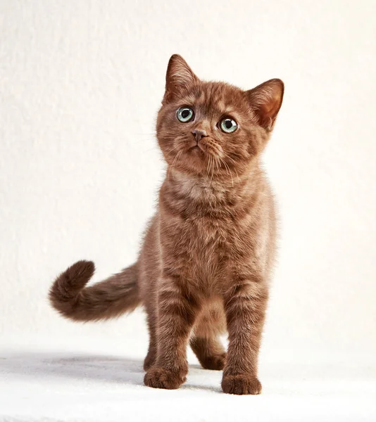 Retrato de gatito británico de pelo corto — Foto de Stock