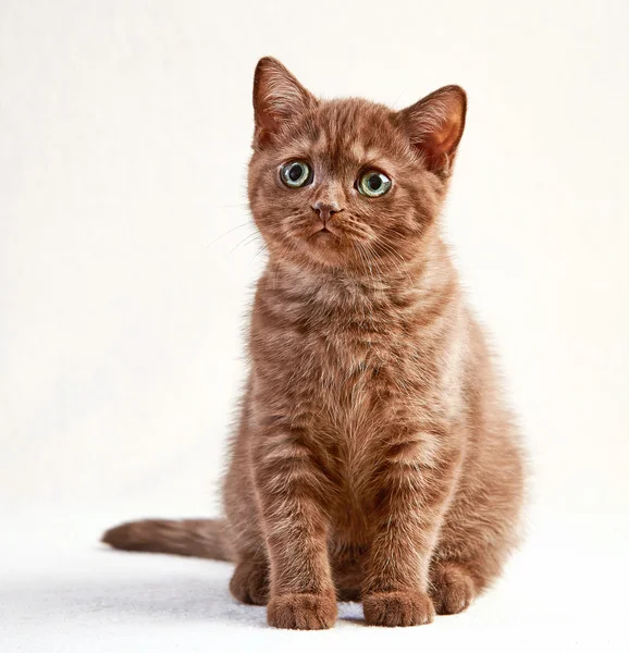 Portret van Britse kort haar kitten — Stockfoto