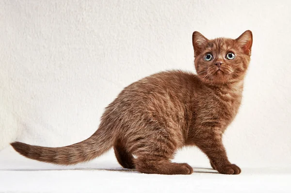 Portrait of british short hair kitten — Stock Photo, Image