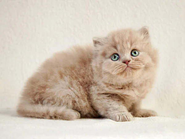 British long hair kitten — Stock Photo, Image