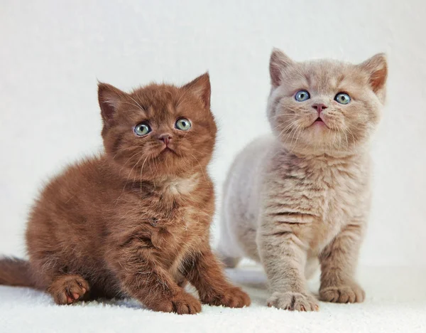 Britse kittens — Stockfoto