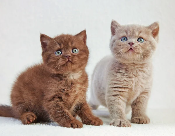 Gatitos británicos — Foto de Stock