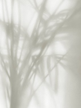 Bitkilerin yumuşak gölgeleri açık gri duvarda, soyut arka plan, 2026 yılının moda rengi, bulut dansçısı