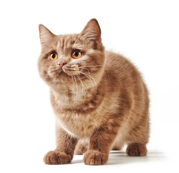 Portrait of british kitten — Stock Photo, Image